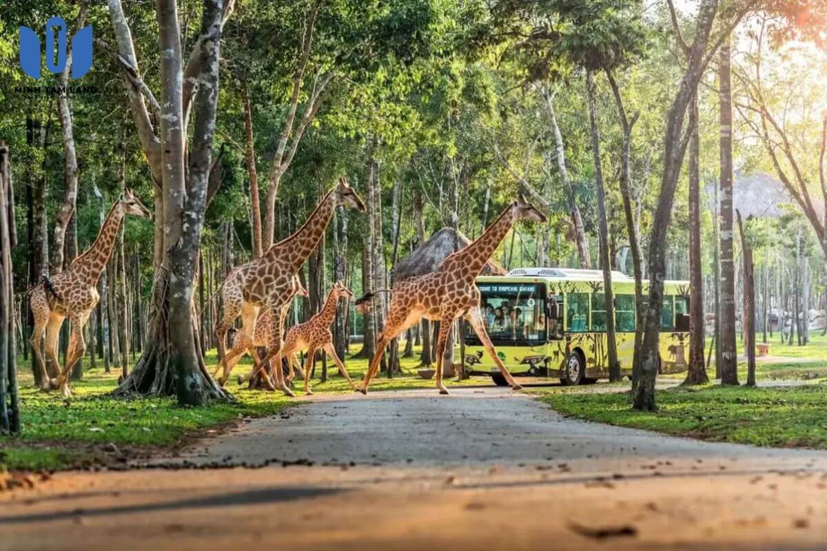 Safari Vinhomes Green Paradise có gì khiến giới đầu tư và du khách mong chờ? 5 Safari Vinhomes Green Paradise là điểm nhấn độc đáo trong quần thể giải trí 122 ha